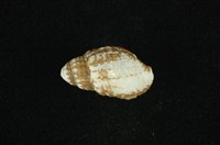 藏品(瘤蜷)的圖片